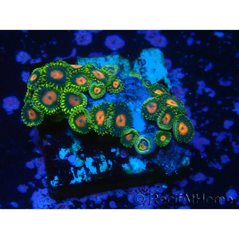 WYSIWYG - Zoanthus 14R1 Mariculture Indo Acclimaté sous led