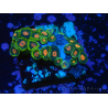 WYSIWYG - Zoanthus 14R1 Mariculture Indo Acclimaté sous led