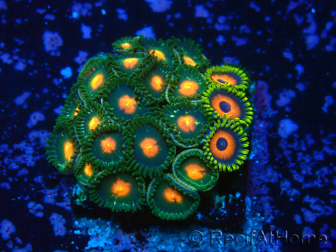 WYSIWYG - Zoanthus 14R2 Maricoltura Indo Acclimatato sotto led