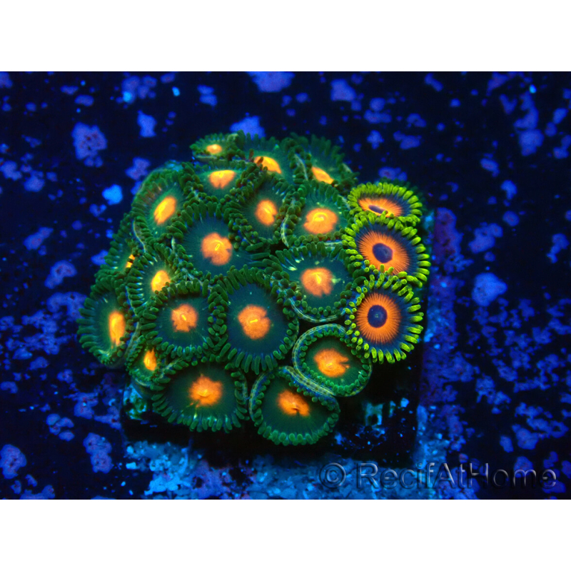 WYSIWYG - Zoanthus 14R2 Mariculture Indo Acclimaté sous led