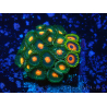 WYSIWYG - Zoanthus 14R2 Maricoltura Indo Acclimatato sotto led