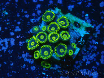 WYSIWYG - Zoanthus 14R3 Mariculture Indo Acclimaté sous led