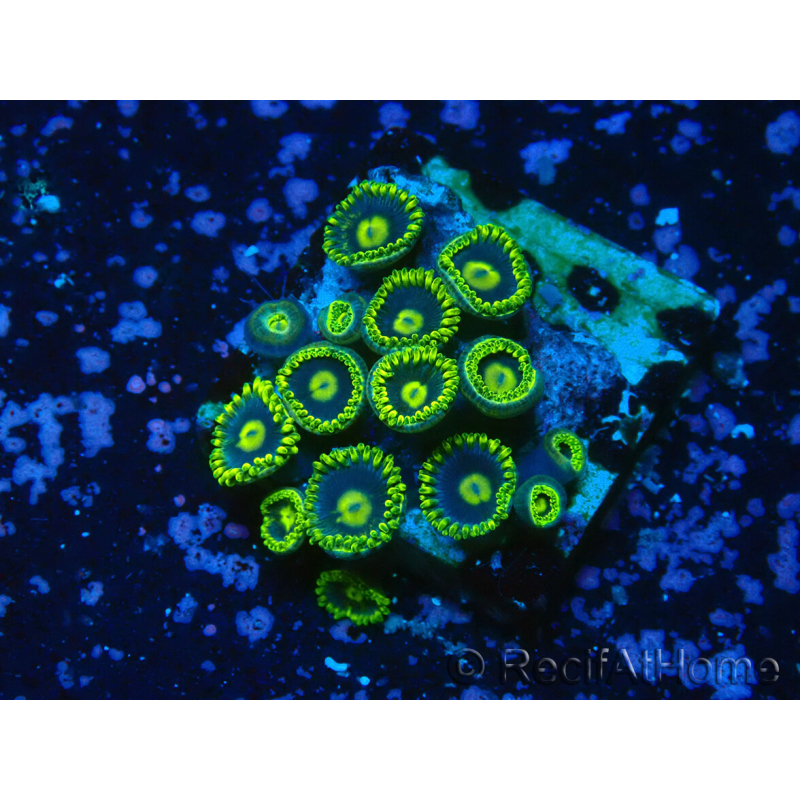 WYSIWYG - Zoanthus 14R3 Maricultura Indo Aclimatado bajo LED