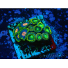 WYSIWYG - Zoanthus 14R4 Maricoltura Indo Acclimatato sotto led