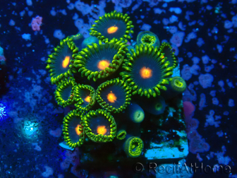 WYSIWYG - Zoanthus 14R5 Marikultur Indo Akklimatisiert unter LED