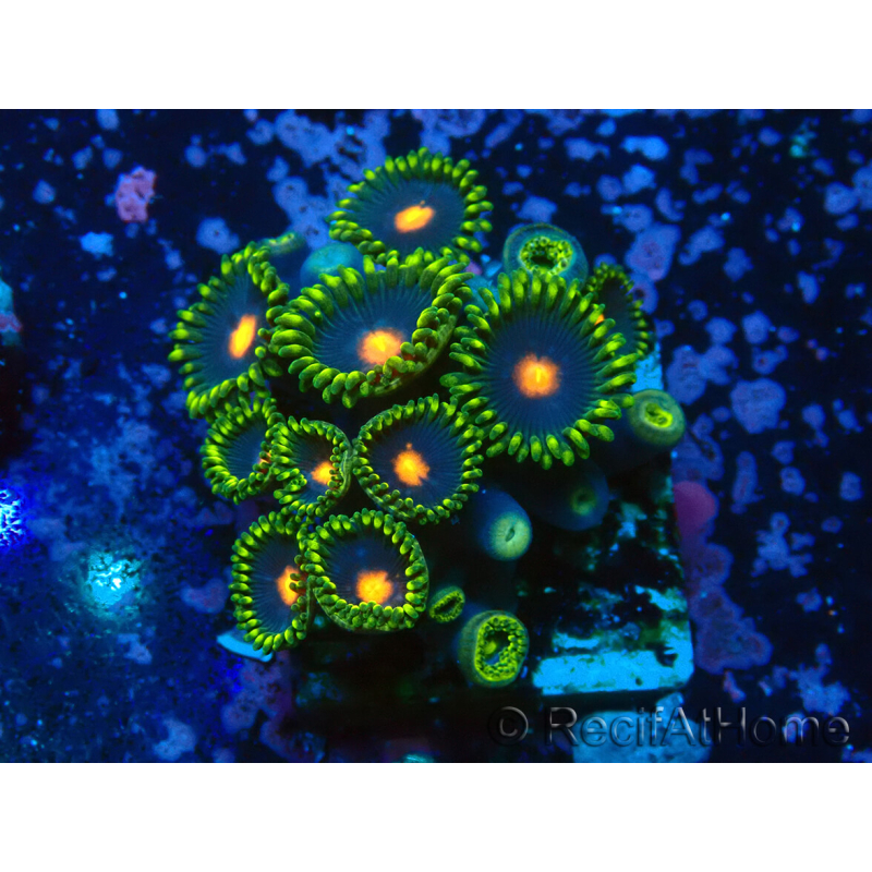 WYSIWYG - Zoanthus 14R5 Maricultura Indo Aclimatado bajo led