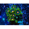 WYSIWYG - Zoanthus 14R5 Mariculture Indo Acclimaté sous led