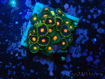 WYSIWYG - Zoanthus 14R6 Mariculture Indo Acclimaté sous led