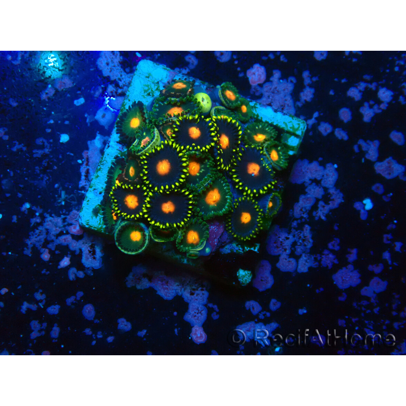WYSIWYG - Zoanthus 14R6 Mariculture Indo Acclimaté sous led