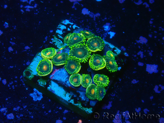 WYSIWYG - Zoanthus 14S1 Indo Mariculture Acclimated under LED