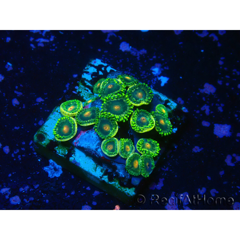 WYSIWYG - Zoanthus 14S1 Mariculture Indo Acclimaté sous led
