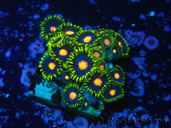 WYSIWYG - Zoanthus 14S2 Mariculture Indo Acclimated under LED