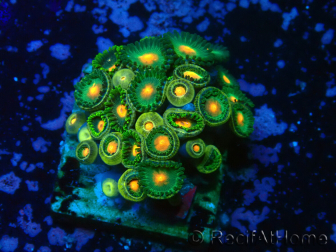 WYSIWYG - Zoanthus 14S3 Maricoltura Indo Acclimatato sotto led