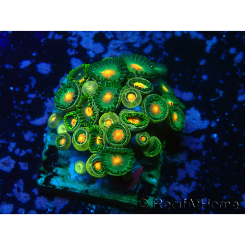 WYSIWYG - Zoanthus 14S3 Mariculture Indo Acclimaté sous led