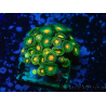 WYSIWYG - Zoanthus 14S3 Maricultura Indo Aclimatado bajo LED