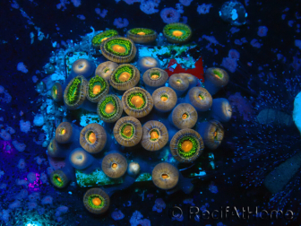 WYSIWYG - Zoanthus 14S4 Maricultura Indo Aclimatado bajo led