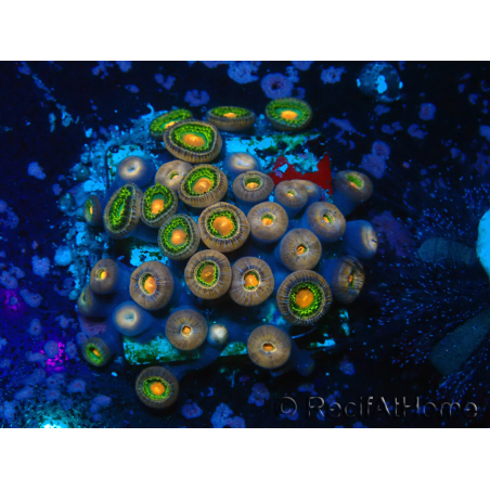 WYSIWYG - Zoanthus 14S4 Mariculture Indo Acclimaté sous led