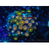 WYSIWYG - Zoanthus 14S4 Mariculture Indo Acclimaté sous led