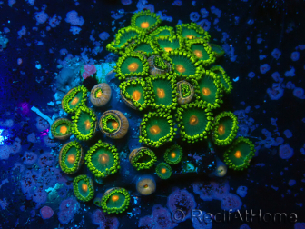 WYSIWYG - Zoanthus 14S5 Mariculture Indo Acclimaté sous led