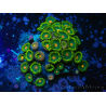 WYSIWYG - Zoanthus 14S5 Mariculture Indo Acclimated under LED