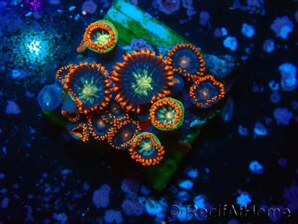 WYSIWYG - Zoanthus 14 Maricultura Acclimatado bajo LED