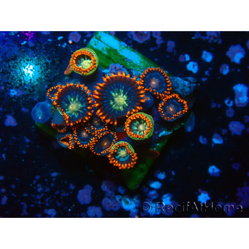WYSIWYG - Zoanthus 14S6 Mariculture Indo Acclimaté sous led