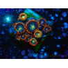 WYSIWYG - Zoanthus 14 Mariculture Indo Acclimaté sous led