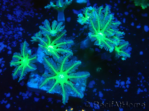 WYSIWYG Clavularia sp 20K3