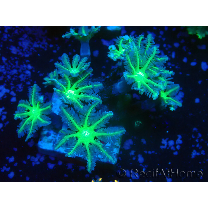 WYSIWYG Clavularia sp 20K3