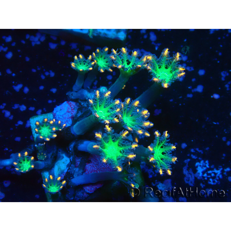 WYSIWYG Clavularia sp 20K4