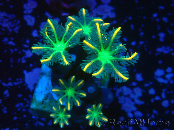 WYSIWYG Clavularia sp 20D6