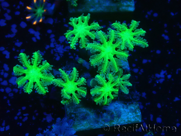 WYSIWYG Clavularia sp 20M2