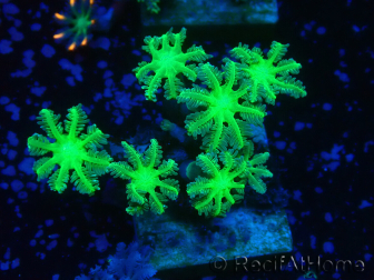 WYSIWYG Clavularia sp 20M2