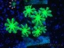 WYSIWYG Clavularia sp 20M2