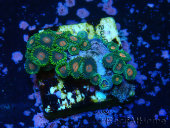 WYSIWYG - Zoanthus 14R1 Mariculture Indo Acclimaté sous led