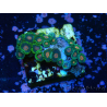 WYSIWYG - Zoanthus 14R1 Maricoltura Indo Acclimatato sotto LED