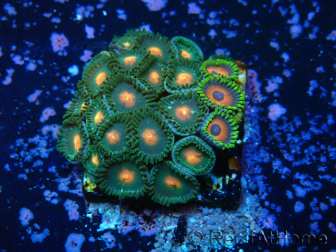 WYSIWYG - Zoanthus 14R2 Mariculture Indo Acclimaté sous led
