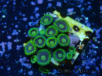 WYSIWYG - Zoanthus 14R3 Indo Mariculture Acclimated under LED