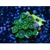 WYSIWYG - Zoanthus 14R3 Mariculture Indo Acclimaté sous led