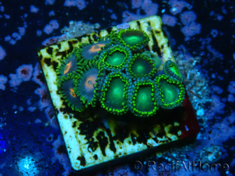 WYSIWYG - Zoanthus 14R4 Mariculture Indo Acclimaté sous led