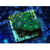 WYSIWYG - Zoanthus 14R4 Maricoltura Indo Acclimatato sotto led