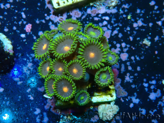WYSIWYG - Zoanthus 14R5 Maricoltura Indo Acclimatato sotto led