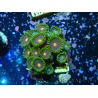 WYSIWYG - Zoanthus 14R5 Maricoltura Indo Acclimatato sotto led
