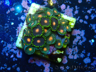 WYSIWYG - Zoanthus 14R6 Maricoltura Indo Acclimatato sotto LED