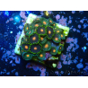 WYSIWYG - Zoanthus 14R6 Mariculture Indo Acclimated under LED