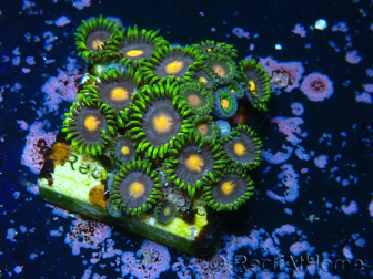 WYSIWYG - Zoanthus 14S2 Mariculture Indo Acclimated under LED