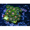 WYSIWYG - Zoanthus 14S2 Maricoltura Indo Acclimatato sotto led