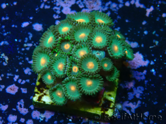WYSIWYG - Zoanthus 14S3 Maricultura Indo Aclimatado bajo LED