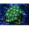 WYSIWYG - Zoanthus 14S3 Maricultura Indo Aclimatado bajo LED