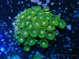 WYSIWYG - Zoanthus 14S4 Mariculture Indo Acclimaté sous led